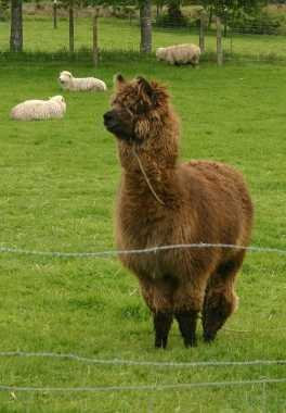 LlamaAndSheep