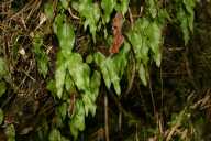 Tiny ferns