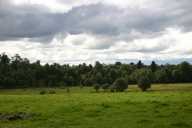 Cloudy sky above forest