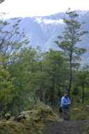 Forest on flank of Osorno