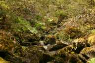 Forest Stream 1