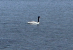 A swan