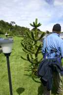 Mark inspects Araucaria