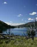 Lake with dead trees