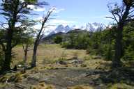 Dead trees and mountains