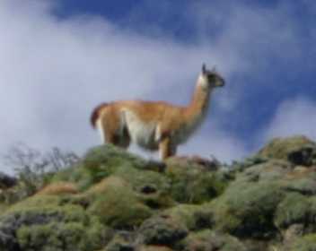 guanaco 1