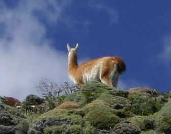 guanaco 2