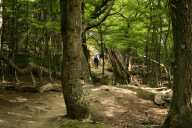 Beech forest, 1