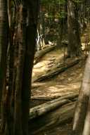 Beech forest, 2