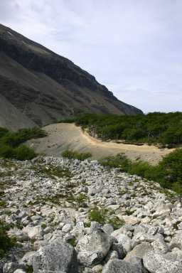 Beech forest, 2