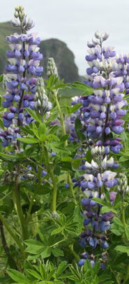 Lupine