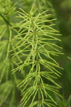 horsetail