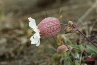 Sea campion