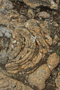 folded lava