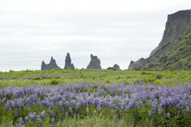 Between Lupine and cliffs
