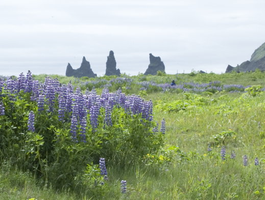 Sea rocks and Lupin