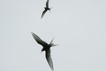 Terns