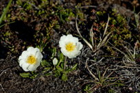 Mountain Avens