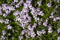 Moss Campion