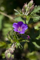 Geranium sylvaticum