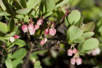 Bearberry