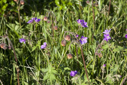 Mixed wildflowers