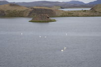 Swans on Mývatn