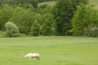 Horse in meadow