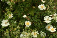 Wild roses