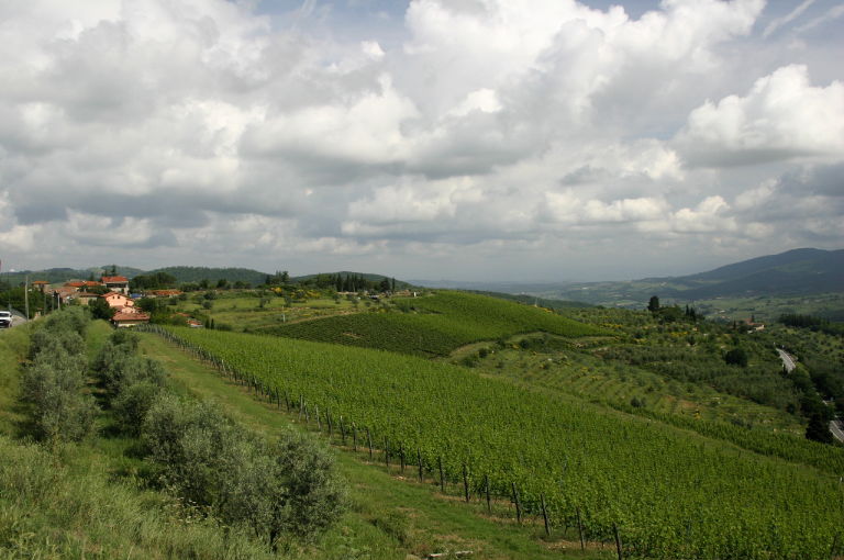 sky and vineyards