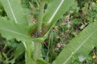 Axil of a Fuller’s Teasel