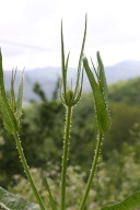 top of Fuller’s Teasel