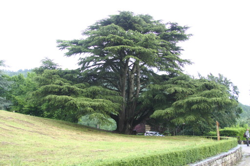 Big cedar