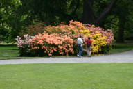 Rhododendrons