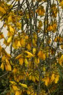 Kowhai