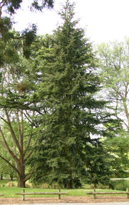 Tree in CHC Botanic Garden