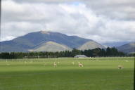 sheep in Canterbury Plain
