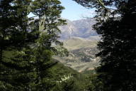 looking out through the forest