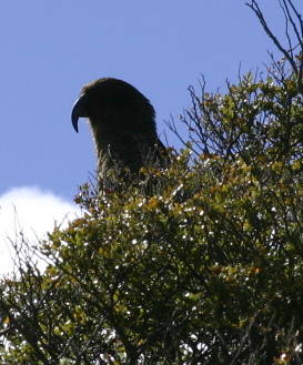 Kea