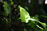 kidney fern