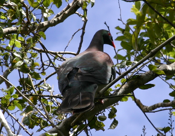 Wood pigeon