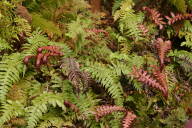 Blechnum fern