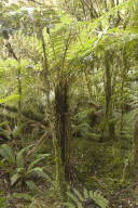 tree fern