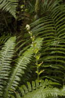 ferns up close