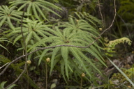 Umbrella fern