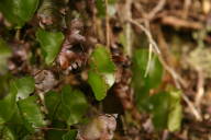 kidney fern again, but in reproductive ecstasy