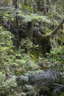 A real rain forest, II