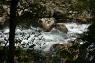 Stream seen through dark foliage