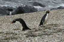 Two penguins, seen fairly close up
