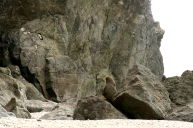 Fur seal seen from a distance